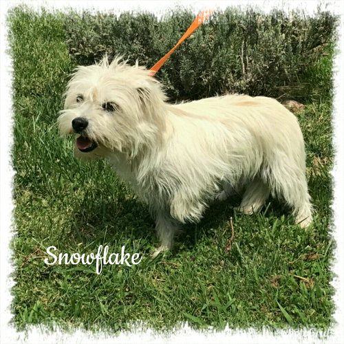 Snowflake