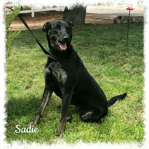 Sadie