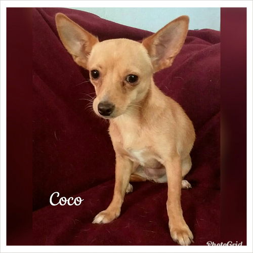 Coco