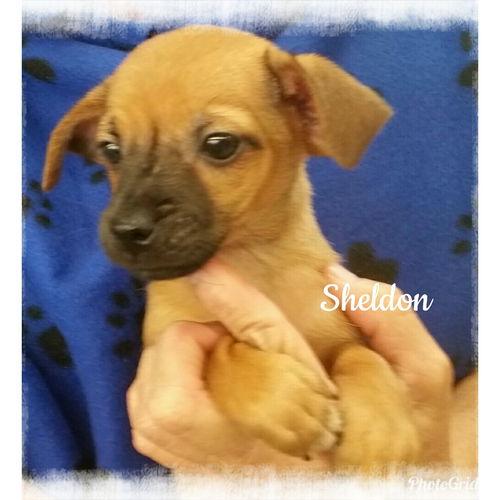 Sheldon