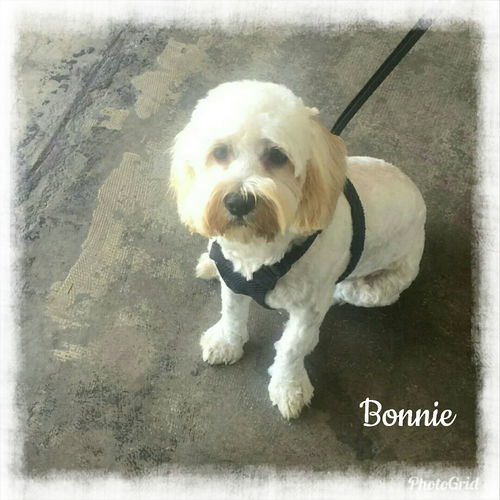 Bonnie
