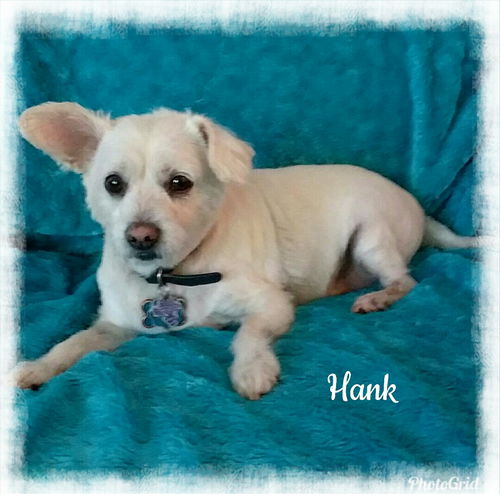 Hank