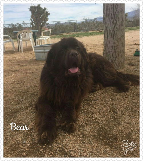 Bear