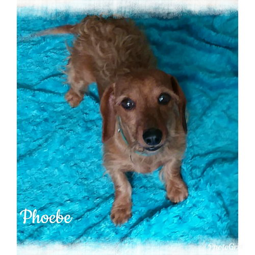 Phoebe