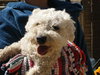 Curly- the Poodle mix