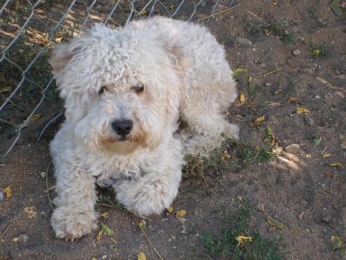Curly- the Poodle mix