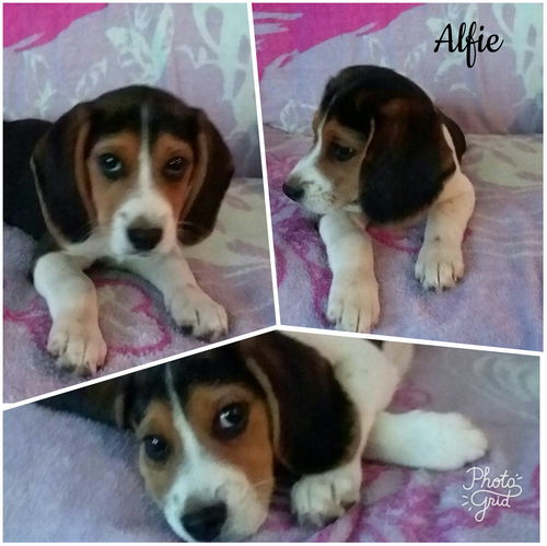 Alfie