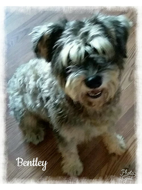 Bentley