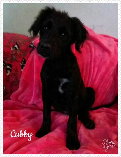 Cubby