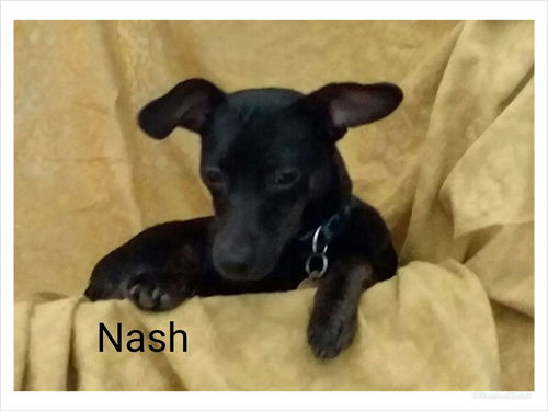 Nash