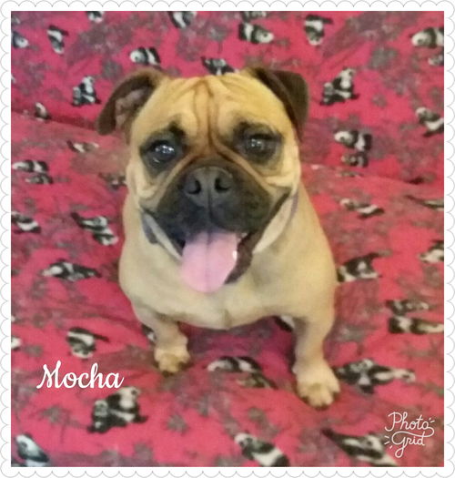 Mocha