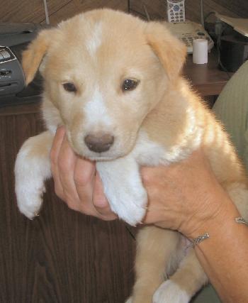 Shepherd and Lab Pups