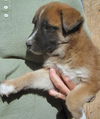 Shepherd and Lab Pups