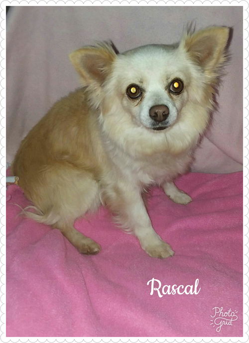 Rascal