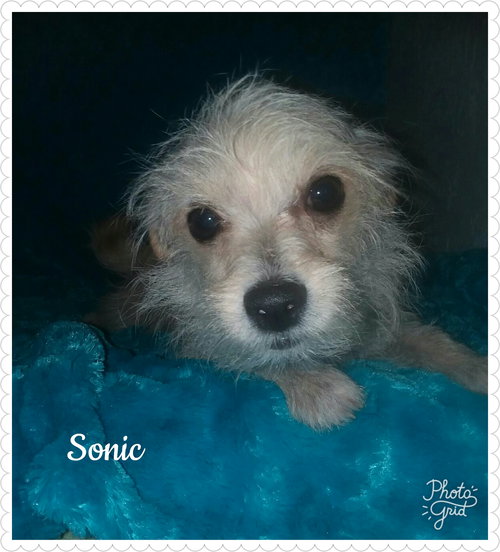 Sonic