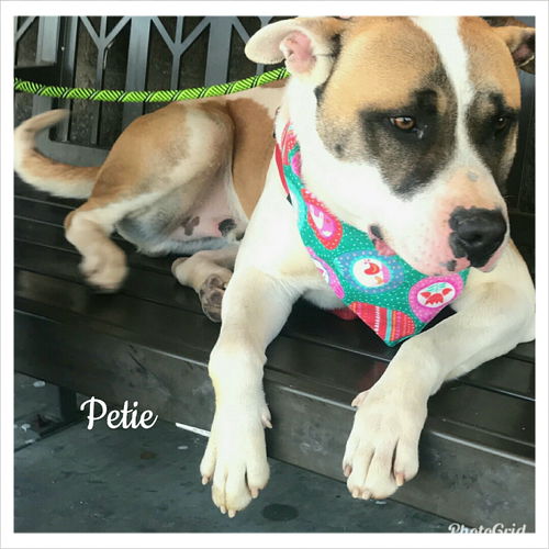 Petie