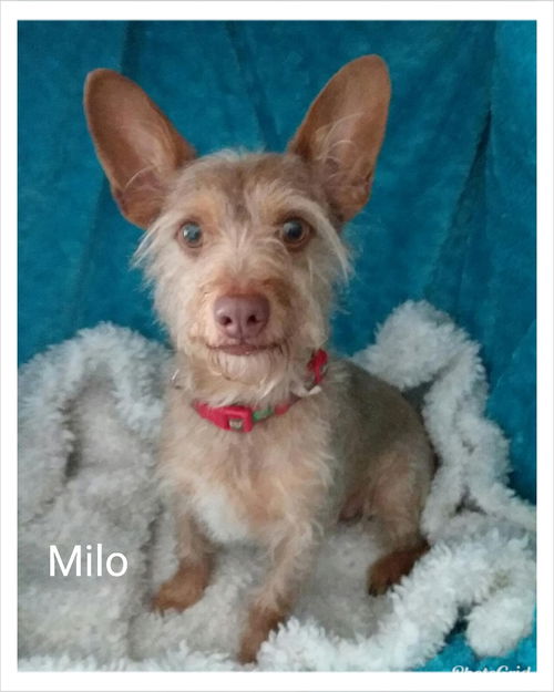 Milo