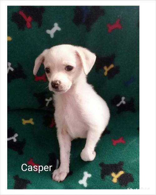 Casper