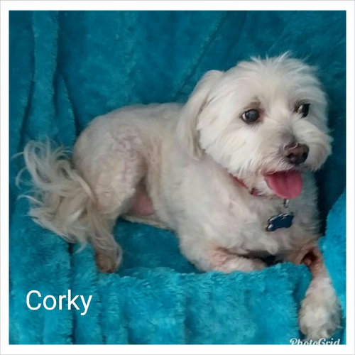 Corky