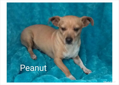 Peanut