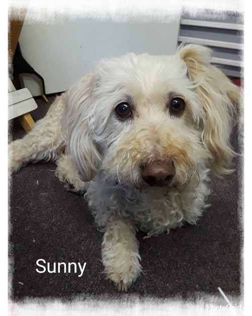 Sunny