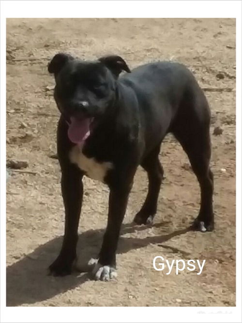 Gypsy