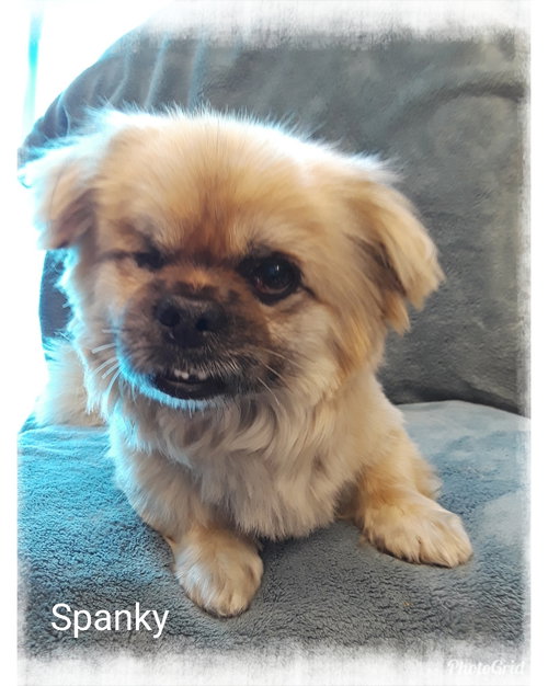 Spanky