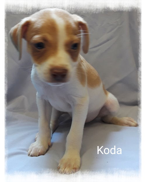 Koda