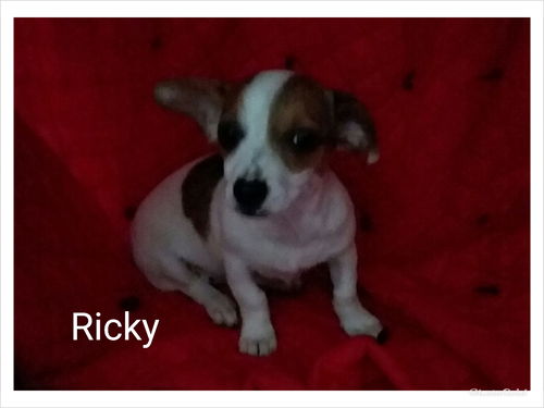 Ricky