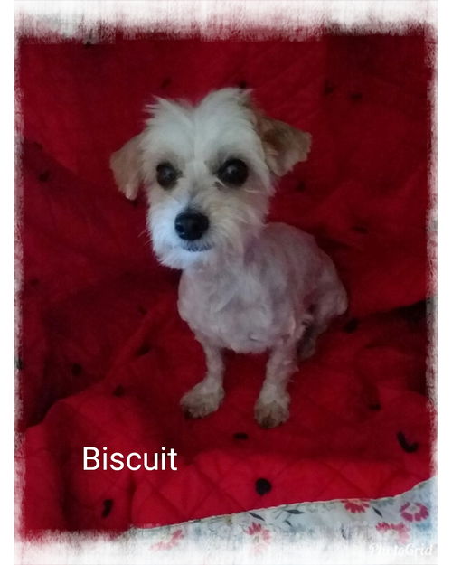 Biscuit