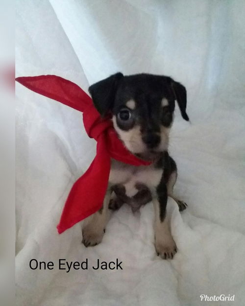 One Eyed Jack