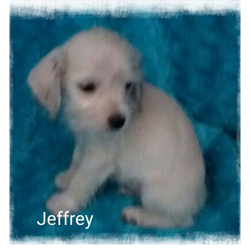 Jeffrey