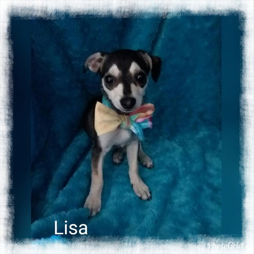 Lisa