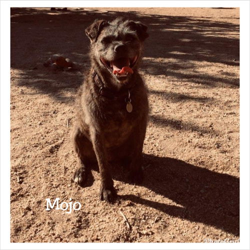 Mojo