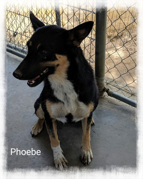 Phoebe