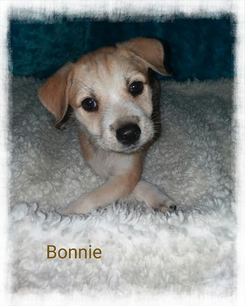 Bonnie