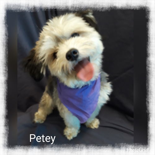 Petey