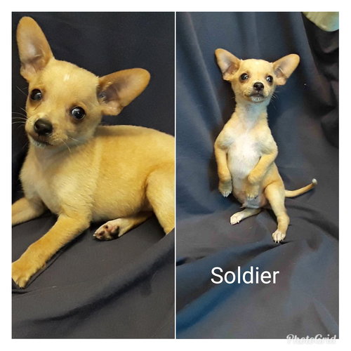 Soldier