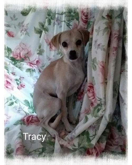 Tracy