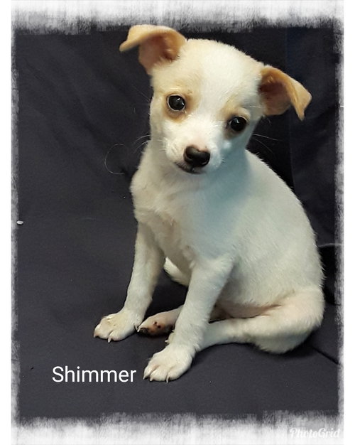 Shimmer