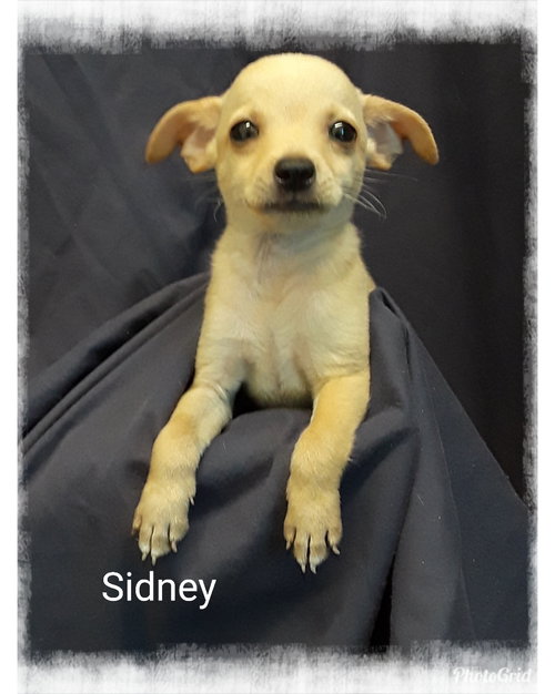Sidney