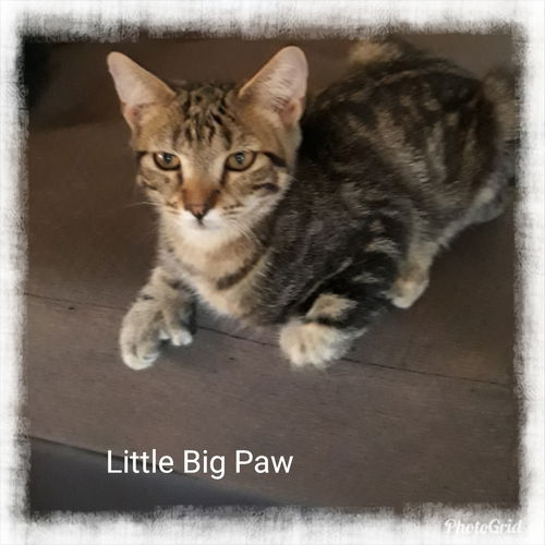 Little Big Paw