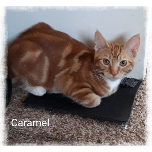 Caramel