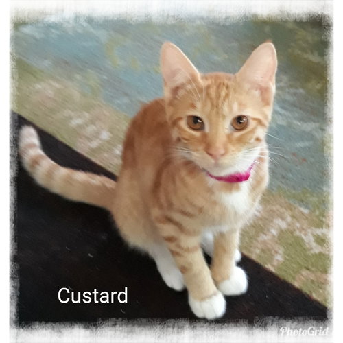 Custard