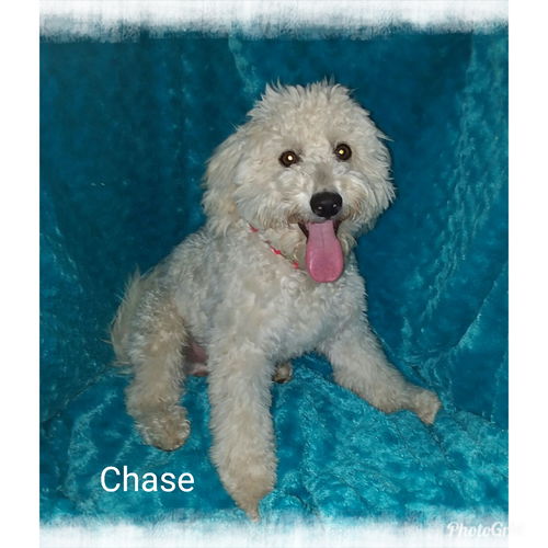 Chase