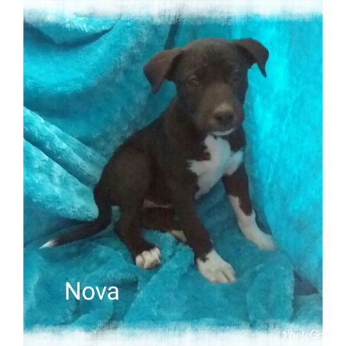 Nova