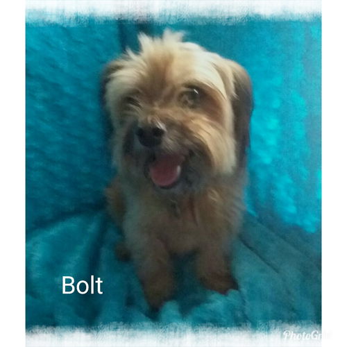 Bolt