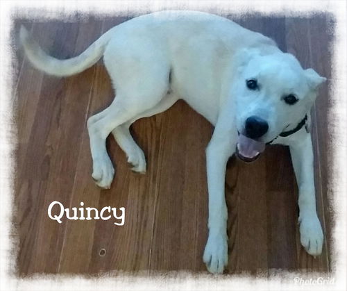 Quincy