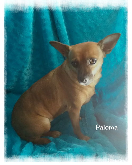 Paloma