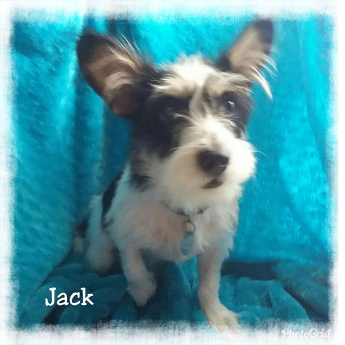 Jack